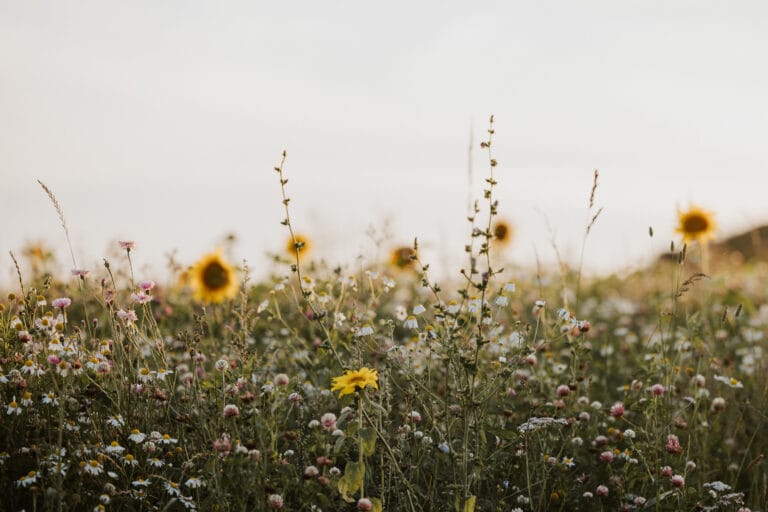 Omgivelserne ved Stilling yoga og terapi